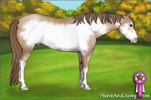 Horse Color: Black Pearl Sabino Frame Rabicano 
