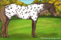 Horse Color:Liver Chestnut Near Leopard 