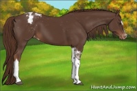 Horse Color:Liver Chestnut Sabino Tobiano Blanket 