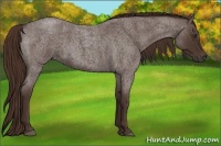 Horse Color:Liver Red Roan Sabino 