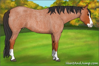 Horse Color:Bay Roan Splash