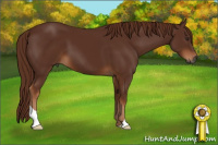 Horse Color:Gray Chestnut 