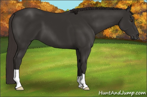 Horse Color: Liver Chestnut 