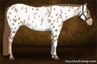 Horse Color:Liver Chestnut Pearl Sabino Appaloosa
