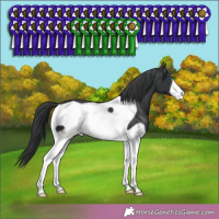 Horse Color:Black Splash Frame