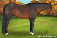 Horse Color:Brown 