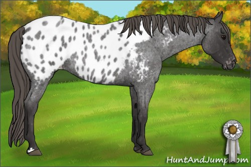 Horse Color: Buckskin Roan Blanket 