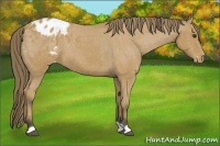 Horse Color:Buckskin Blanket 