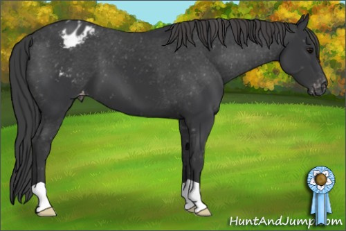 Horse Color: Black Blanket 