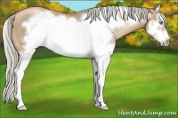 Horse Color:Chocolate Palomino Pearl Splash Frame 