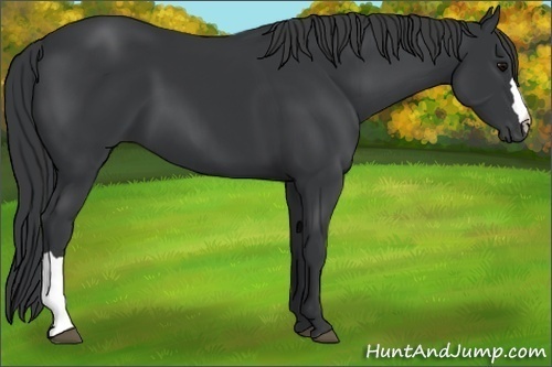 Horse Color: Black 
