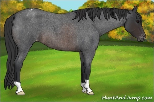 Horse Color: Brown Roan Blanket 