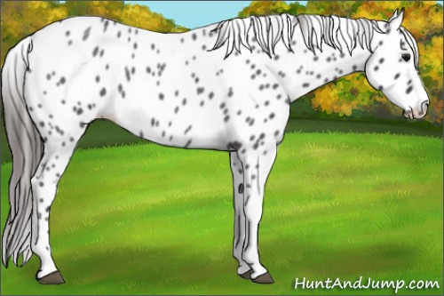 Horse Color: Buckskin Roan Tobiano Leopard 