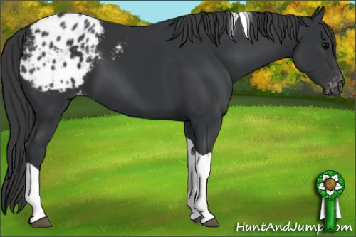 Horse Color: Black Tobiano Blanket 