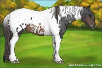 Horse Color:Brown Tobiano Appaloosa 