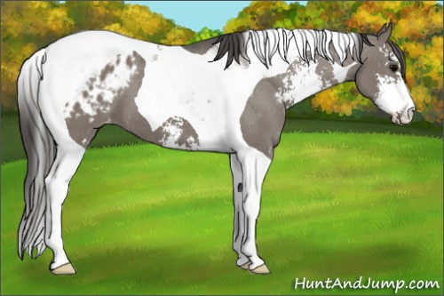 Horse Color: Grullo Sabino Tobiano Blanket 
