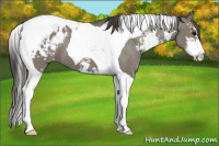 Horse Color:Grullo Sabino Tobiano Appaloosa 