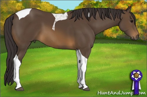 Horse Color: Buckskin Tobiano 