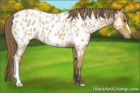 Horse Color:Buckskin Roan Near Leopard 