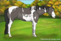 Horse Color:Grullo Sabino Tobiano 