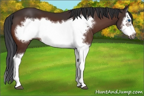 Horse Color: Bay Splash Frame 