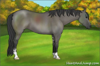 Horse Color:Grullo Sabino 