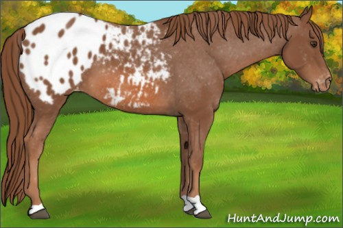 Horse Color: Chestnut Blanket 