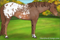 Horse Color:Chestnut Appaloosa 
