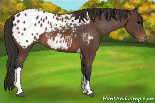 Horse Color: Bay Tobiano Blanket 