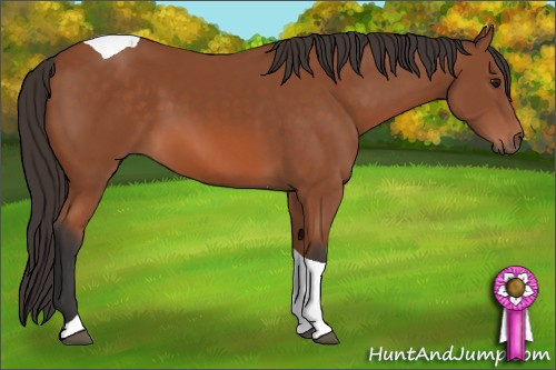 Horse Color: Bay Tobiano 