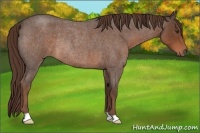 Horse Color:Liver Red Roan Rabicano 
