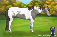 Horse Color:Gray Grullo Tobiano Appaloosa 