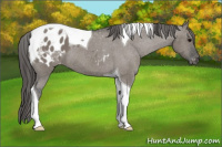 Horse Color:Grullo Tobiano Appaloosa 