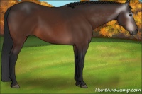 Horse Color:Gray Bay