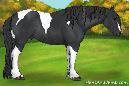 Horse Color: Black Tobiano Rabicano 