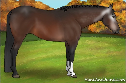 Horse Color:Gray Bay