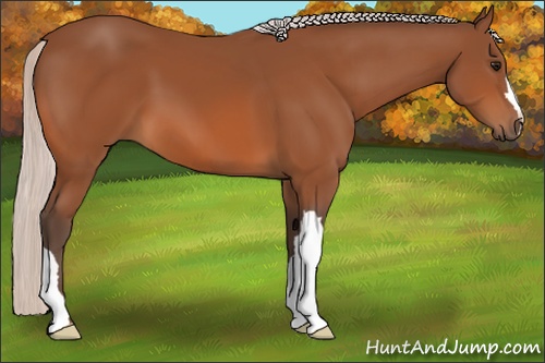 Horse Color: Silver Bay 