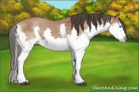 Horse Color:Bay Splash 