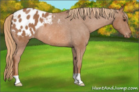 Horse Color:Chestnut Blanket Rabicano 