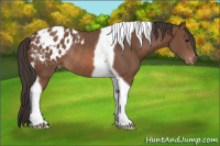 Horse Color:Bay Tobiano Blanket Rabicano