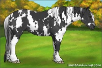 Horse Color:White Spotted Black 