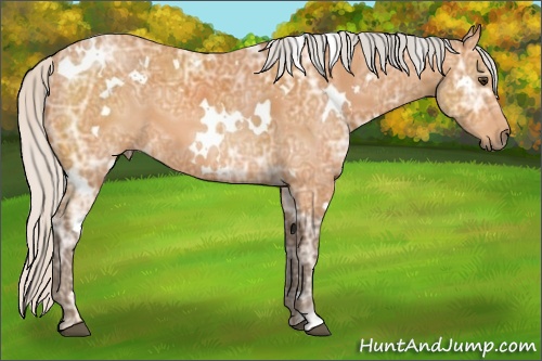 Horse Color: White Spotted Silver Bay Ice 