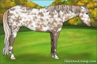 Horse Color:White Spotted Chocolate Palomino Ice 