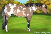 Horse Color:White Spotted Bay Dun