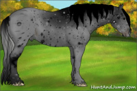 Horse Color:ERROR: UNKNOWN ANOMALY