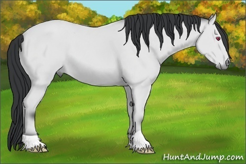 Horse Color: Bay Chinchilla 
