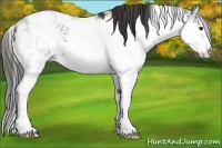Horse Color:Liver Chestnut Sabino Appaloosa 