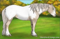 Horse Color:Chocolate Palomino Pearl Sabino Near Fewspot 
