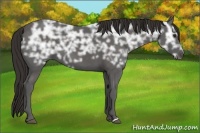 Horse Color:Liver Chestnut Ice 