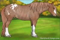 Horse Color:Chestnut Blanket Rabicano 